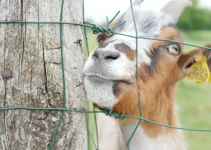 Camping Paradis Le Royon